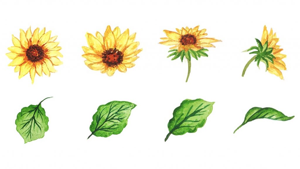 How to Paint Sunflowers in Watercolor